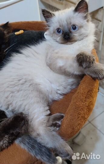 Маскарадный малыш