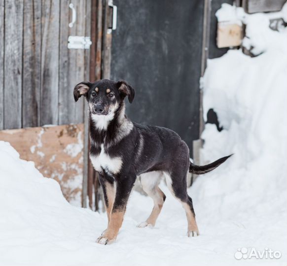 Щенок Джесси ищет дом