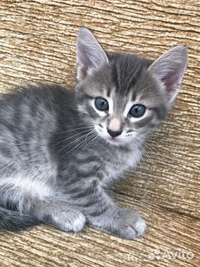 Котенок в добрые руки