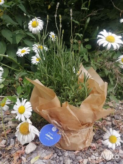 Лаванда 2х летка окс