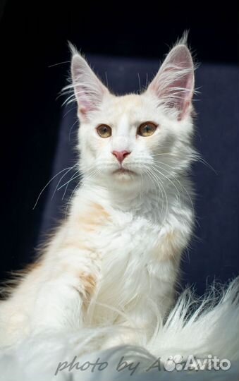 Котята мейн-кун
