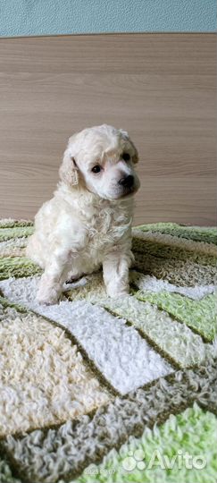 Щенки той пуделя