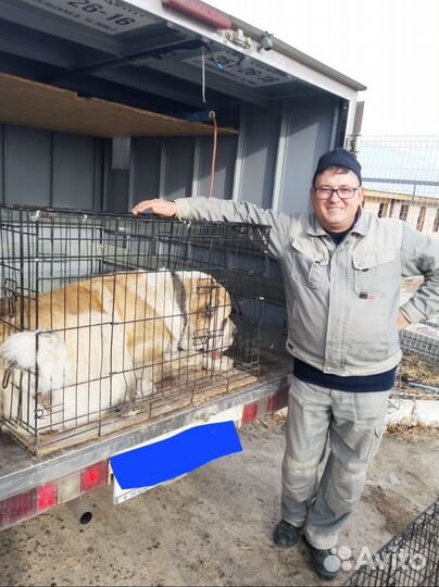 Отлов собак, доставка до вет клиники