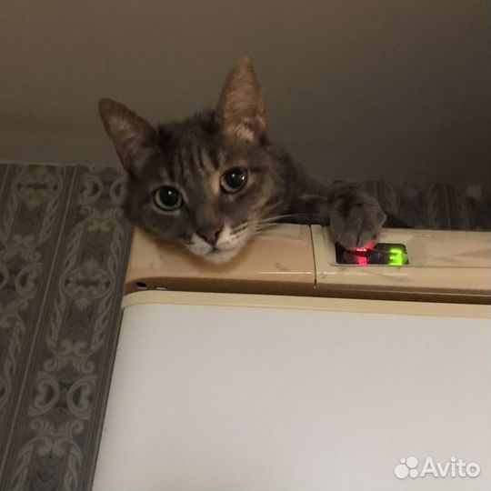 Стерилизованная кошечка Маргошечка