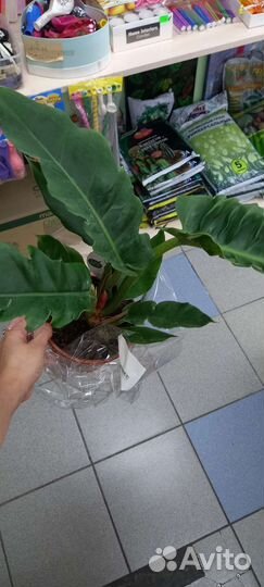 Филодендрон