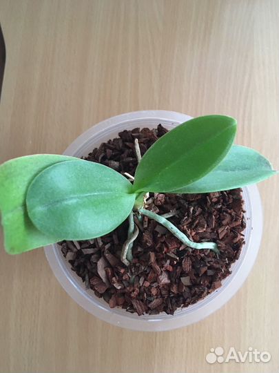 Орхидея фаленопсис мини