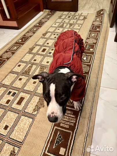 Одежда собак