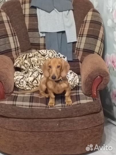 Такса щенок