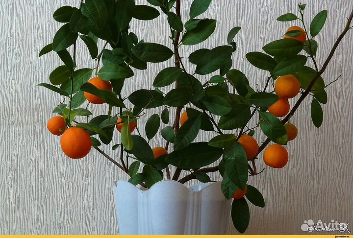 Цитрусовые растения для дома
