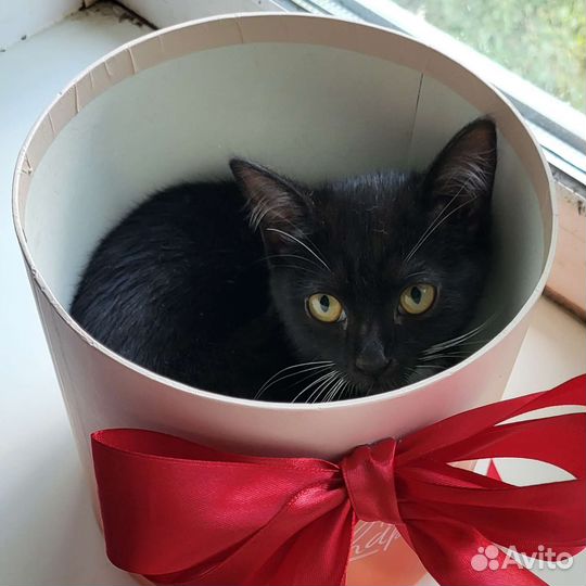 Котёнок без пробега по РФ