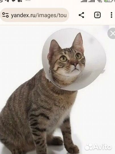 Конус для кошек / защитный воротник