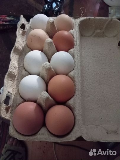 Домашние куриные яйца