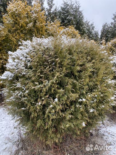 Туя шаровидная Глобоза