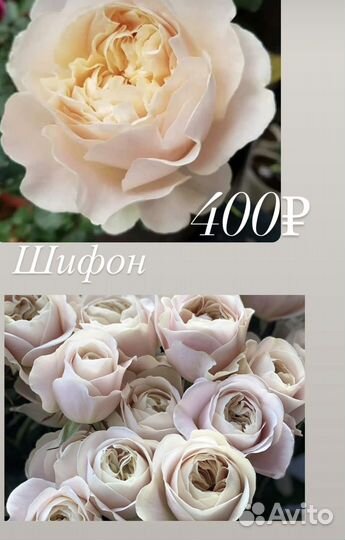 Розы саженцы