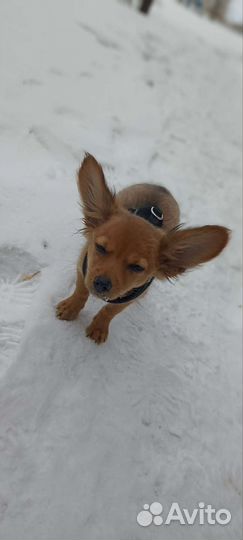 Собака русский той терьер