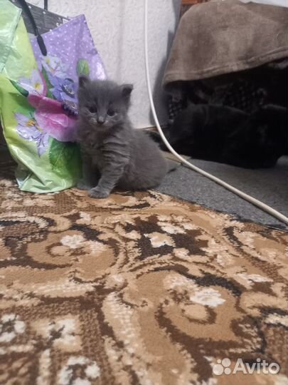 Котята в добрые руки даром бесплатно