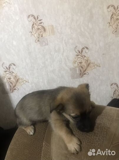 Щенки домашние