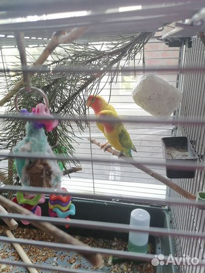 Неразлучникипопугай