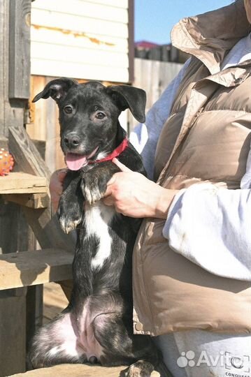 Щенки стаффорда