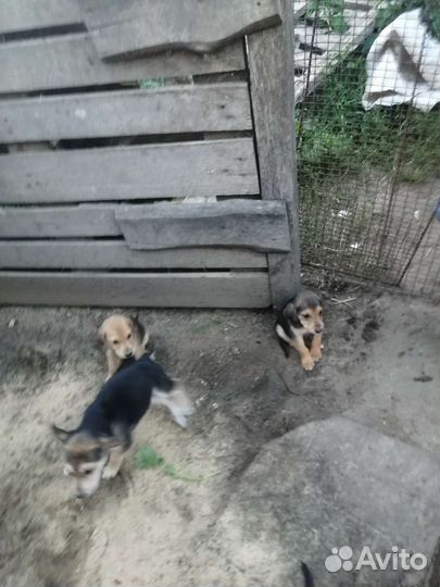 Щенки русской гончей от рабочей собаки