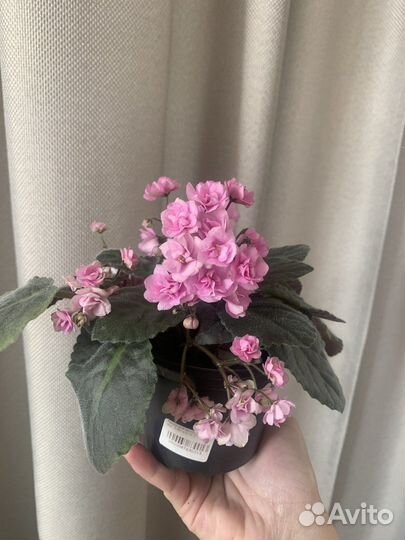 Фиалка Дрезден Дол