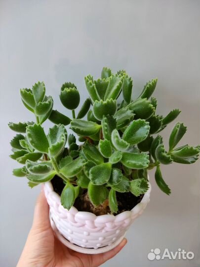 Суккулент в горшке