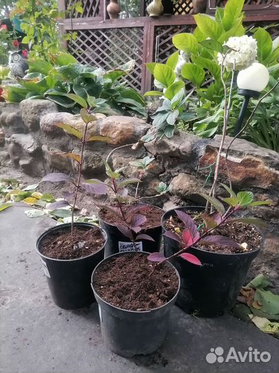 Самарская лидия