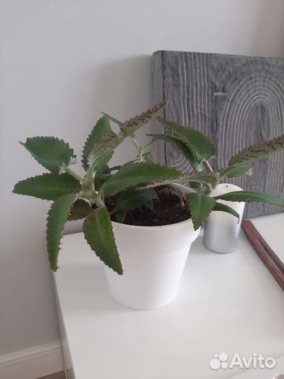 Каланхоэ живородящее