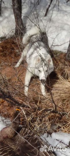 Щенки западно сибирской лайки