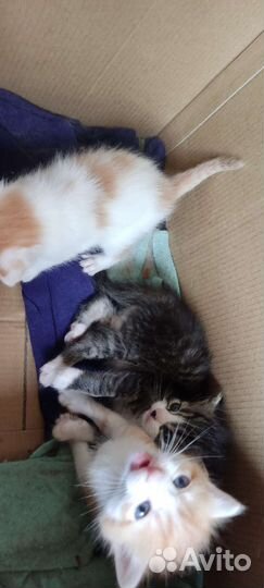 Отдам котят в добрые руки