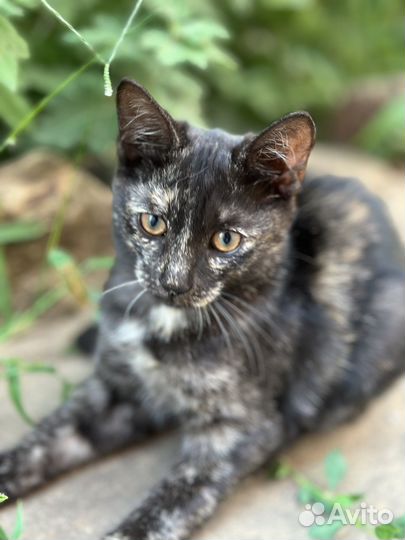 Котята курильского бобтейла