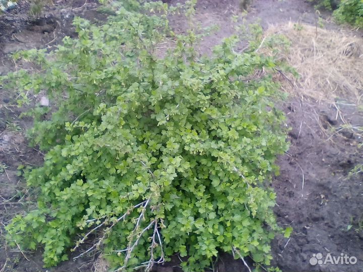 Саженцы крыжовника