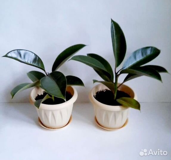 Фикусы в горшках в ассортименте