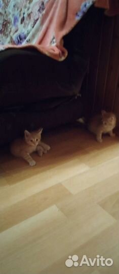 Котята отдам в добрые руки бесплатно