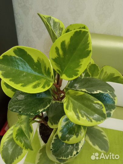 Пеперомия вариегатная