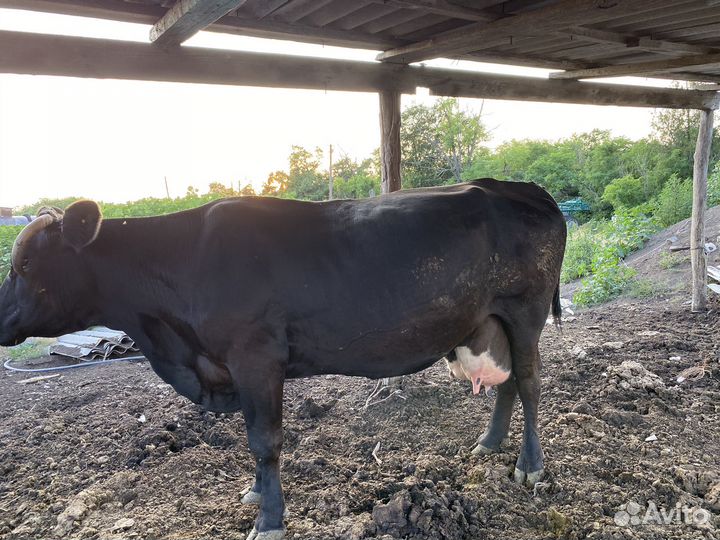 Продается Корова стельная отел в ноябре