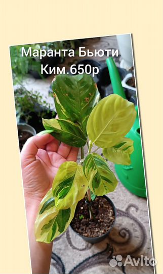 Маранта Бьюти Ким