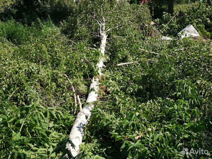 Дрова в дар