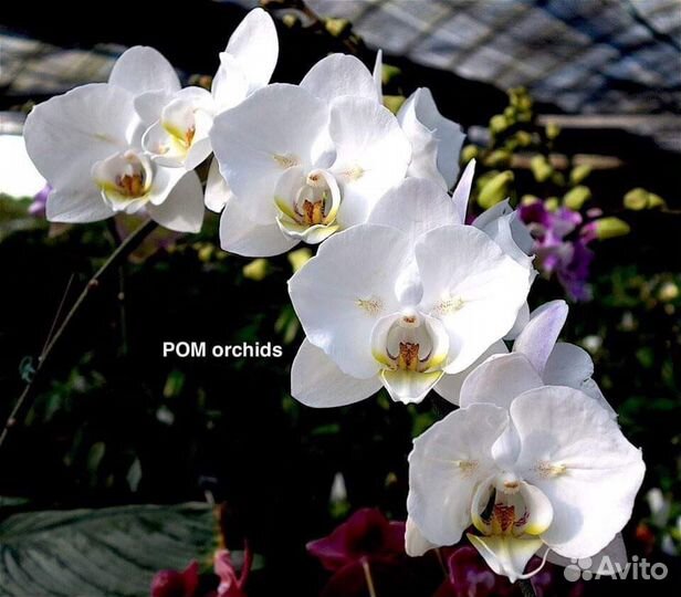 Орхидея фаленопсис бабочка Yukidina ES