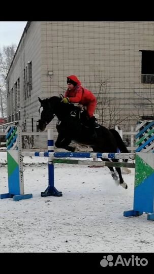 Лошади