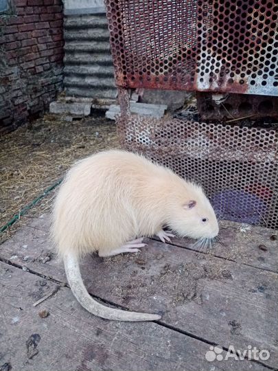 Нутрии на племя