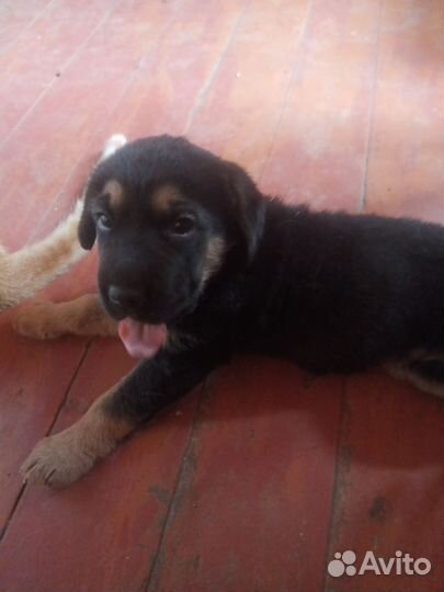 Щенок в добрые руки бесплатно