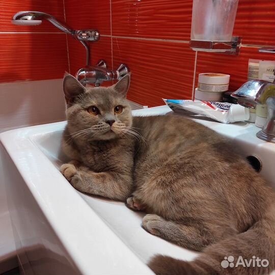 Кошка (возможно) британская