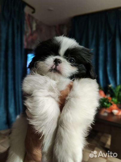 Щенки японский хин