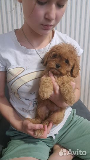 Щенки кавапу