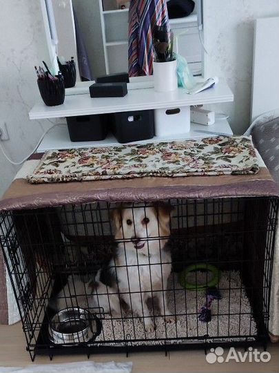 Клетка вольер для собак бу 1 месяц