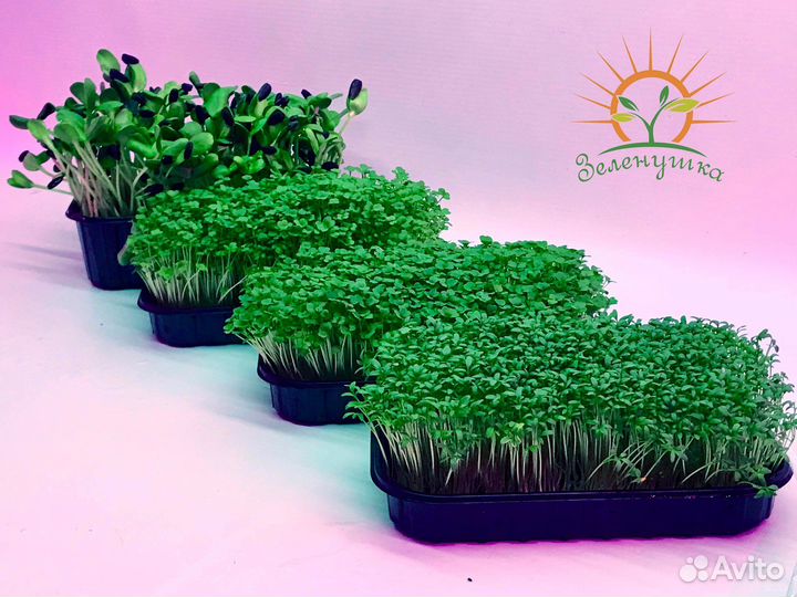 Микрозелень растущая