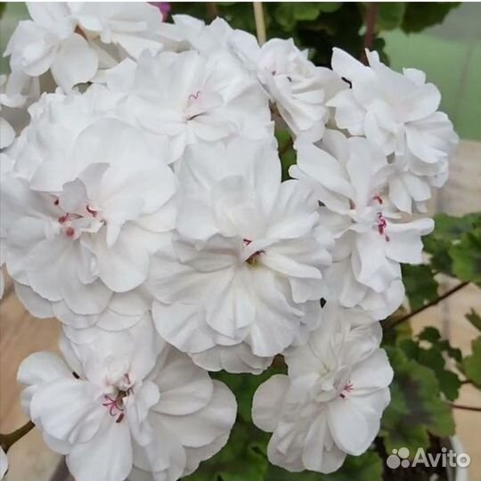 Сортовые пеларгонии, набор