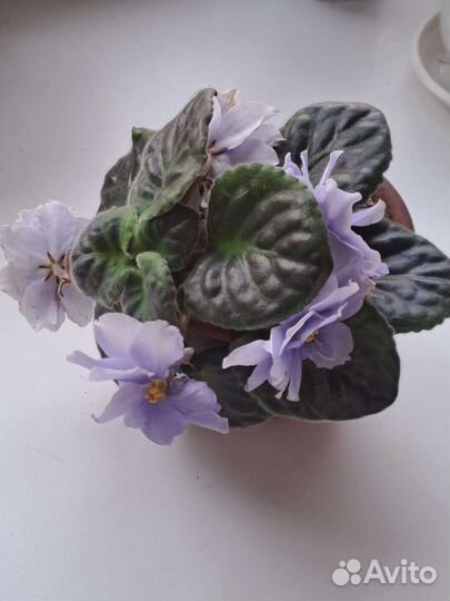 Фиалки, каланхоэ, герань