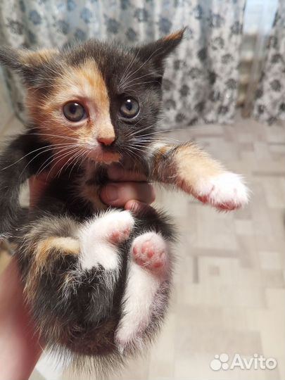 Отдам бесплатно